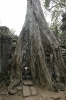 cat-at-ta-phrom-siem-reap-cambodia-feb-200810-23-2011